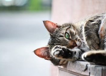 How to match the insurance combination with cheap and high protection?